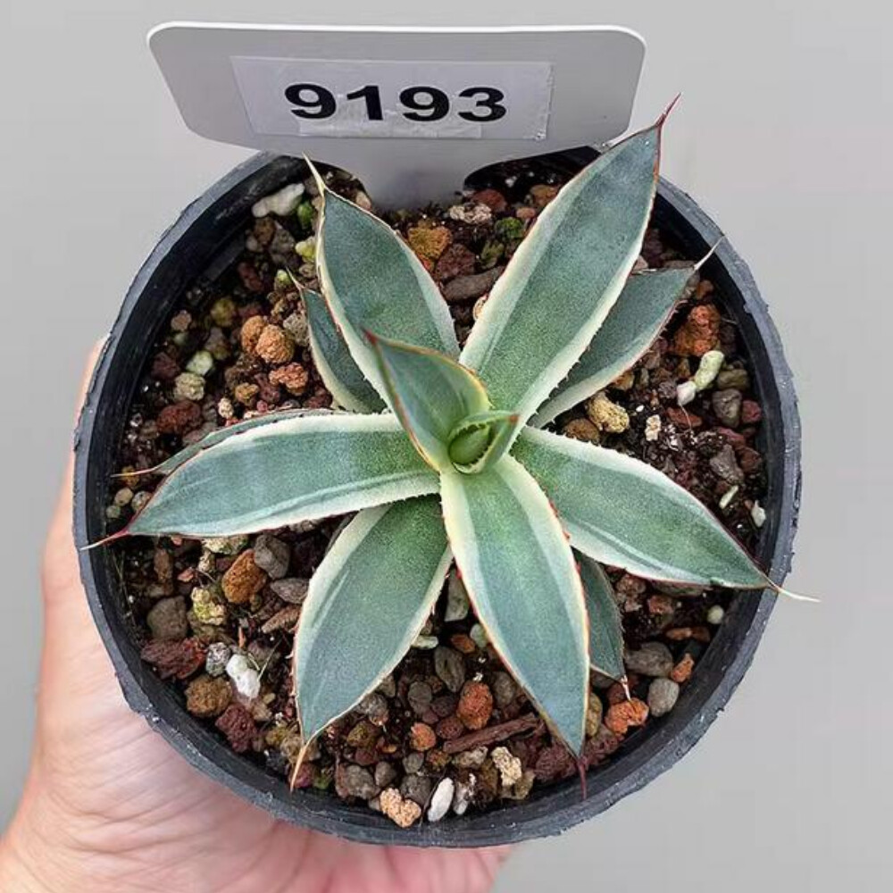 7cm 1PCS Seedling Cactus Live Plants Agave 'burntburgundy' Variegated Garden Beautiful Cactus