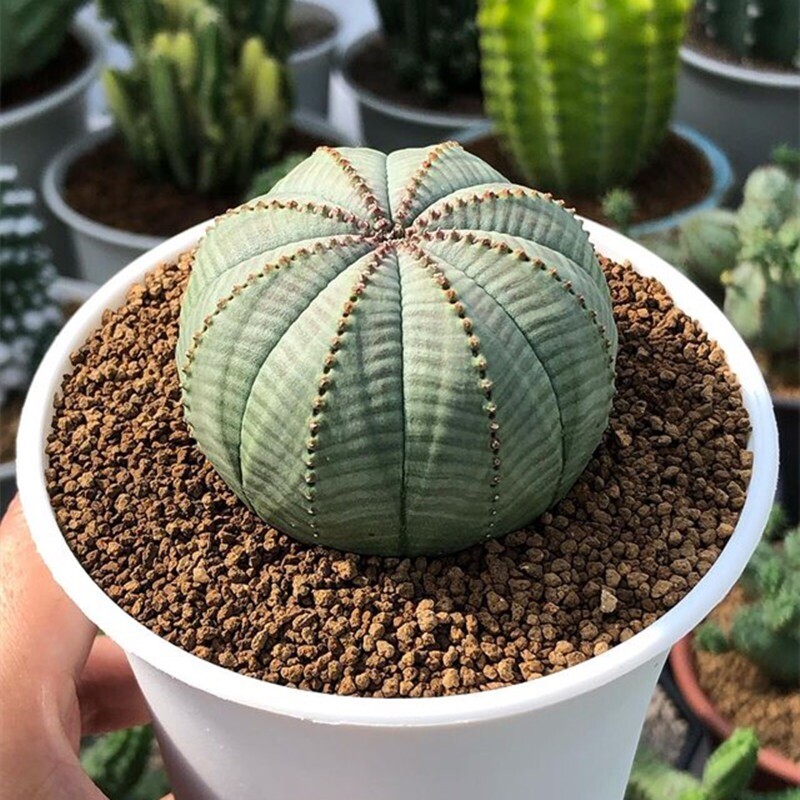 2.5cm Seedling Cactus Live Plants Euphorbia Obesa Beautiful Garden Cactus Plant
