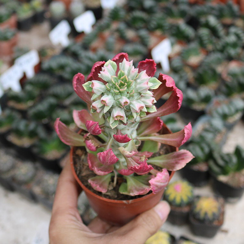 8cm Seedling Cactus Plants Monadenium ritchiei var.nyambense 'Var garden Beautiful Cactus