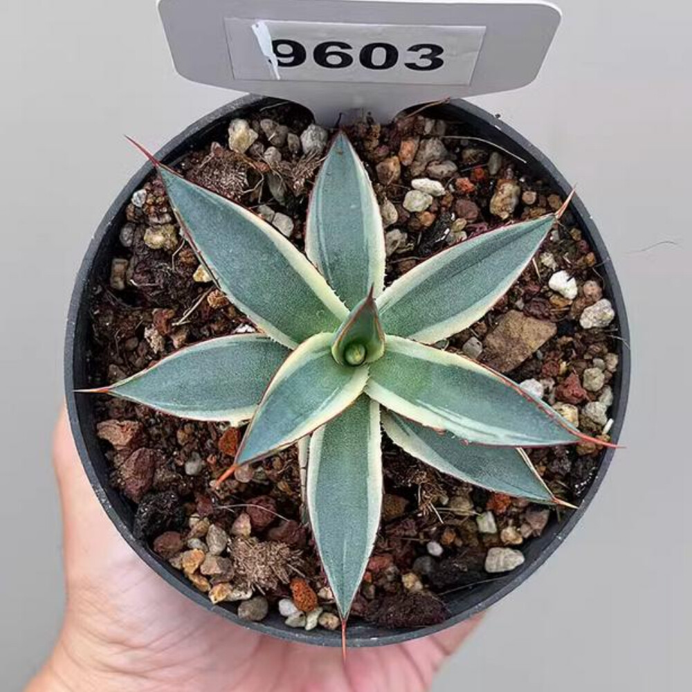 7cm 1PCS Seedling Cactus Live Plants Agave 'burntburgundy' Variegated Garden Beautiful Cactus