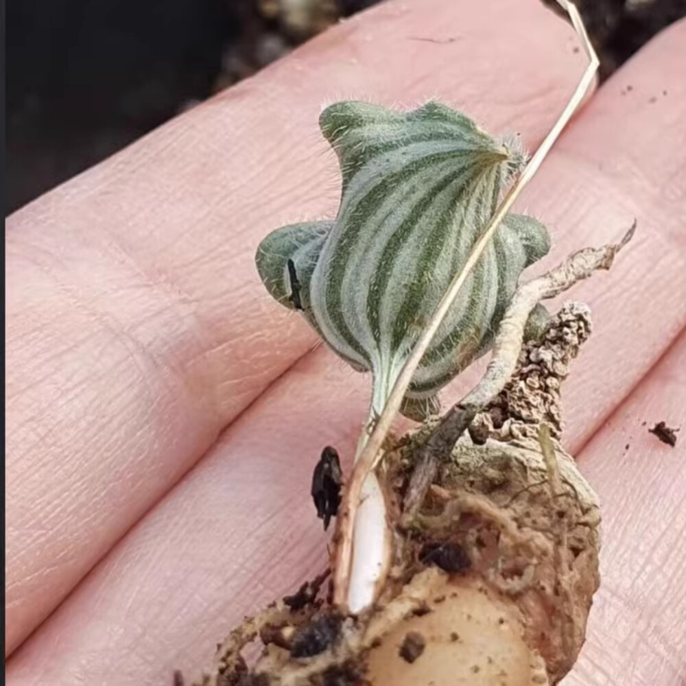 2cm 1PCS Seedling Cactus Live Plants Eriospermum Undulatum Garden Rare Root Tuber Cactus