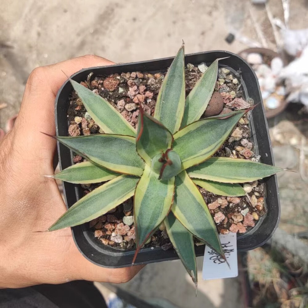 7cm 1PCS Seedling Cactus Live Plants Agave 'burntburgundy' Variegated Garden Beautiful Cactus
