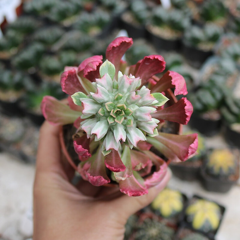 8cm Seedling Cactus Plants Monadenium ritchiei var.nyambense 'Var garden Beautiful Cactus