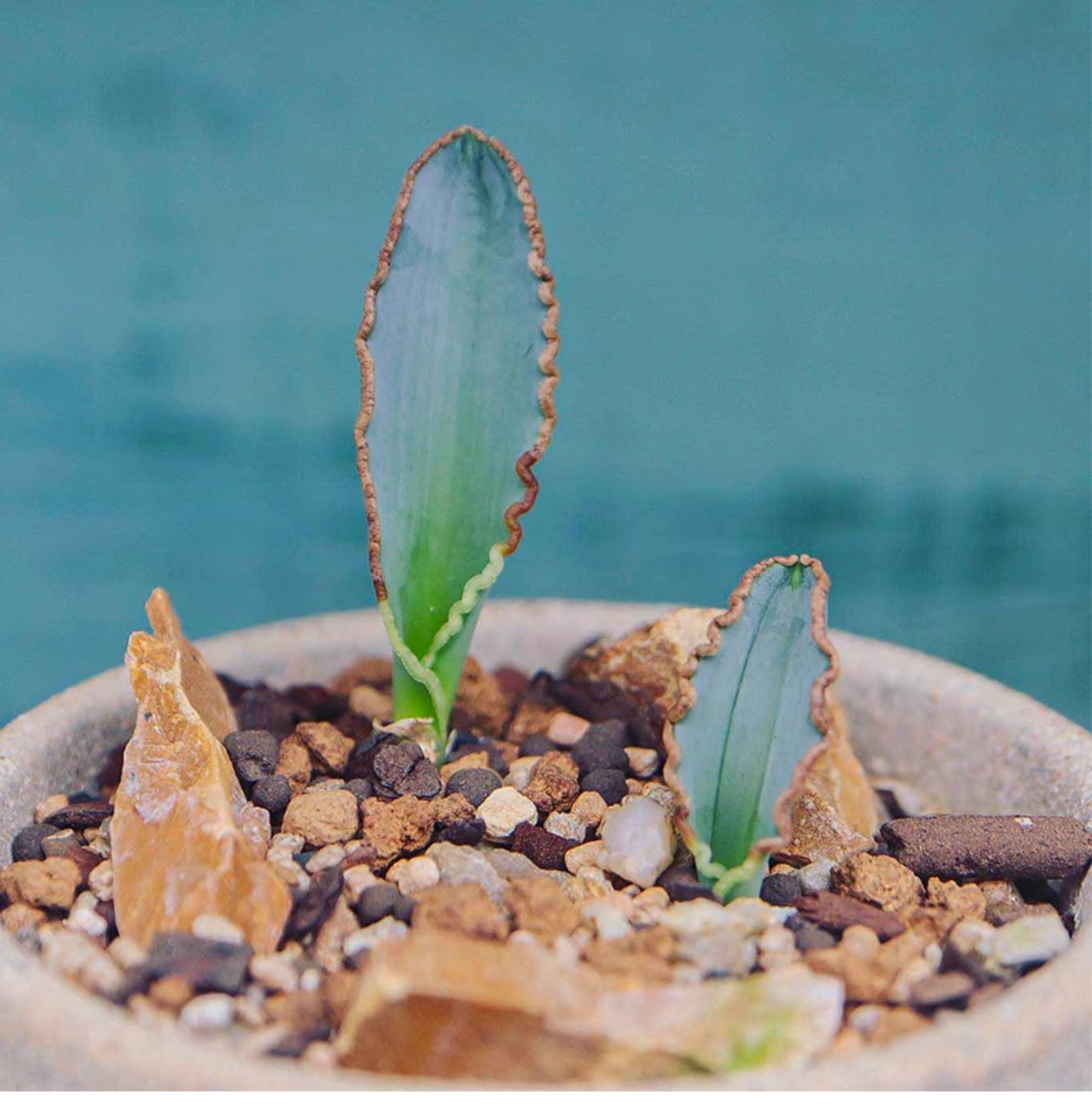 1-1.5cm 1PCS Seedling Cactus Live Plants Albuca dilucula Garden Rare Cactus Root Tuber Cactus