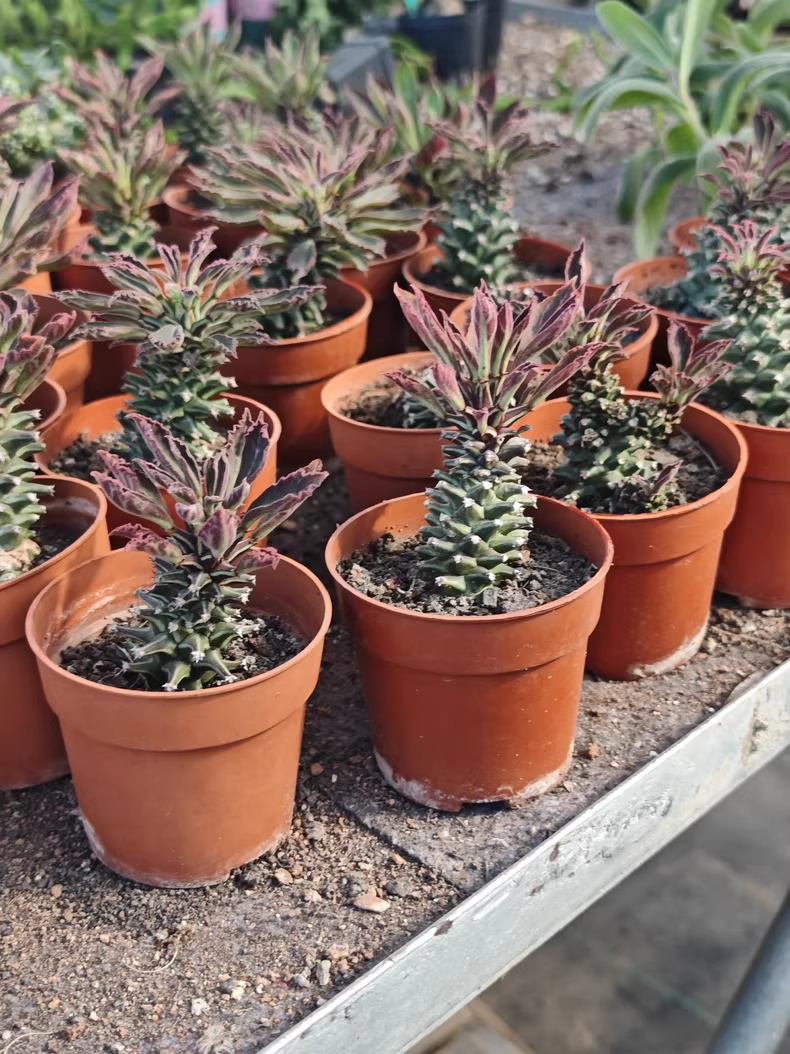 5cm 1PCS Cactus Live Plants Monadenium guentheri Live Plants Beautiful Living Cactus