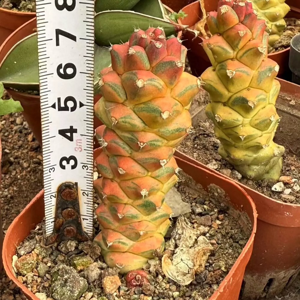 6cm Cactus Live Plants Monadenium Ritchiei Varieg Live Plants Beautiful Living Cactus