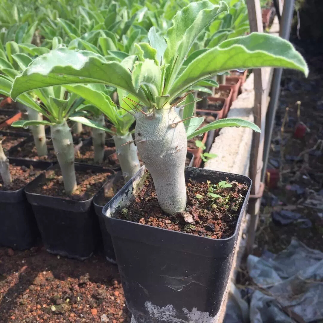 6cm Cactus Live Plants Pachypodium saundersii Beautiful Living Cactus Rare Garden