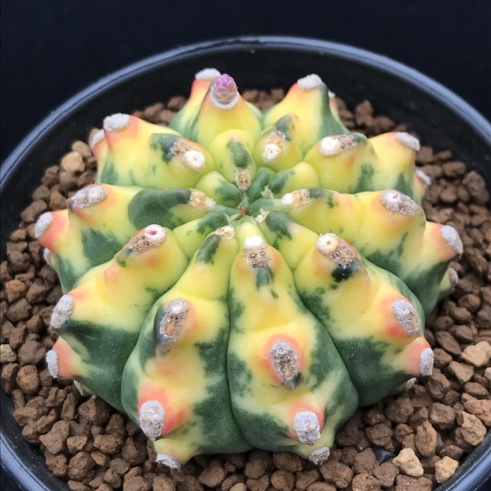 5-6CM 1PCS Seedling Cactus Live Plant Gymnocalycium Anisitsii Variegated Beautiful Rare Cactus