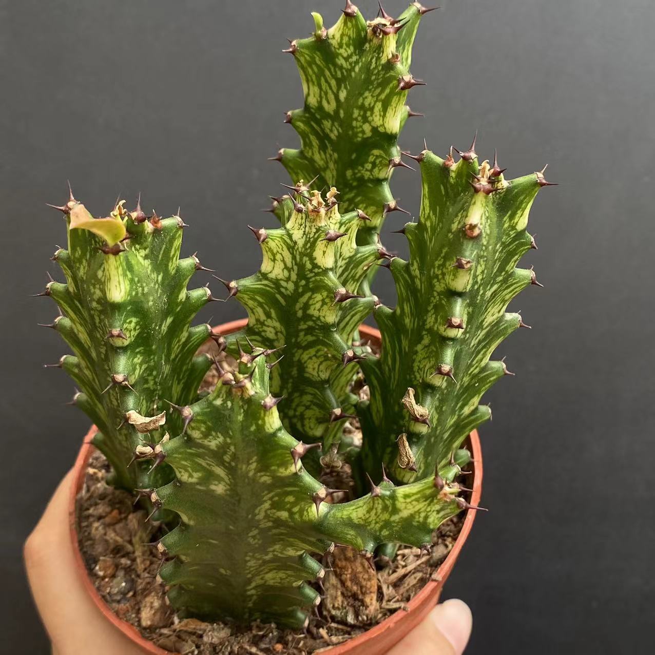 8cm Seedling Catus Live Plants Euphorbia Trigona Beautiful Cactus Garden Cactus
