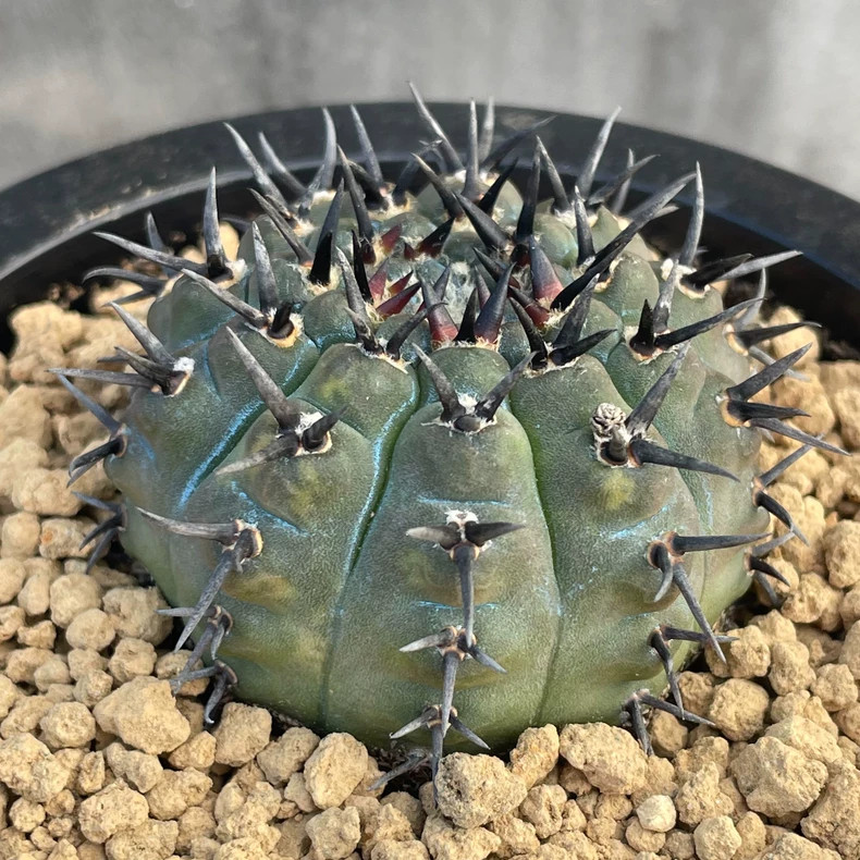 5-6cm 1PCS Cactus Live Plants Gymnocalycium Bodenbenderianum Beautiful Garden Rare Planting
