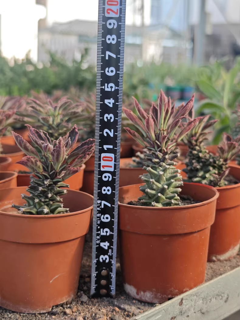 5cm 1PCS Cactus Live Plants Monadenium guentheri Live Plants Beautiful Living Cactus