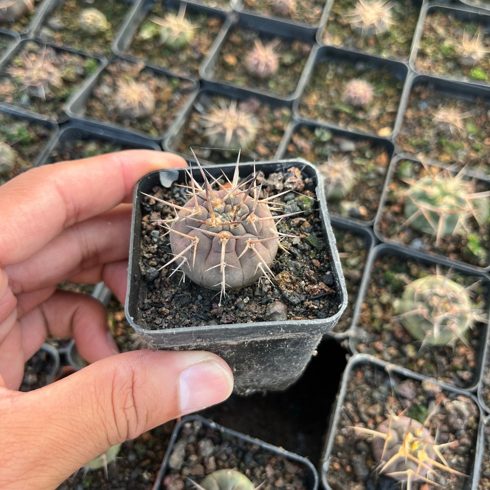 3-4cm 1PCS Cactus Live Plants Gymnocalycium Mazanense Beautiful Garden Rare Planting