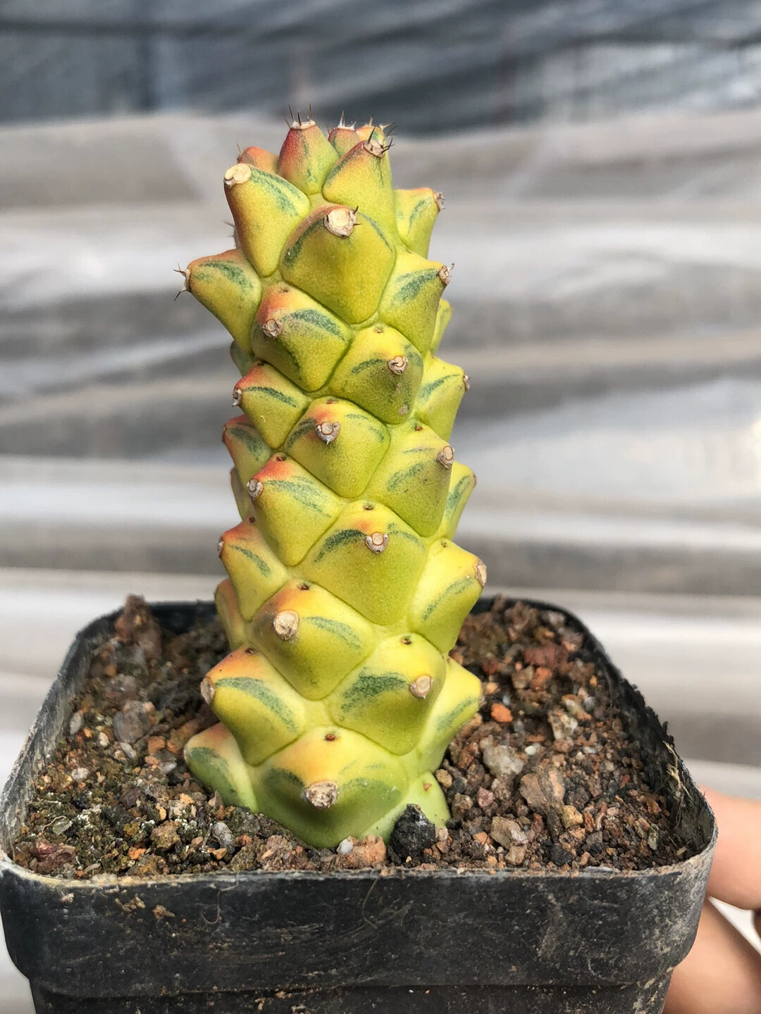 6cm Cactus Live Plants Monadenium Ritchiei Varieg Live Plants Beautiful Living Cactus