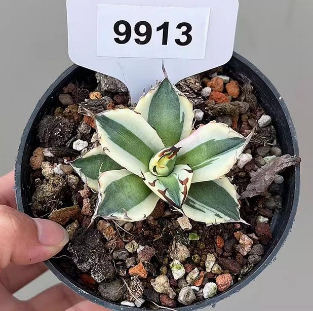 5-7cm 1PCS Seedling Agave Titanota Snaggletooth Variegated Garden Rare Cactus Beautiful Cactus