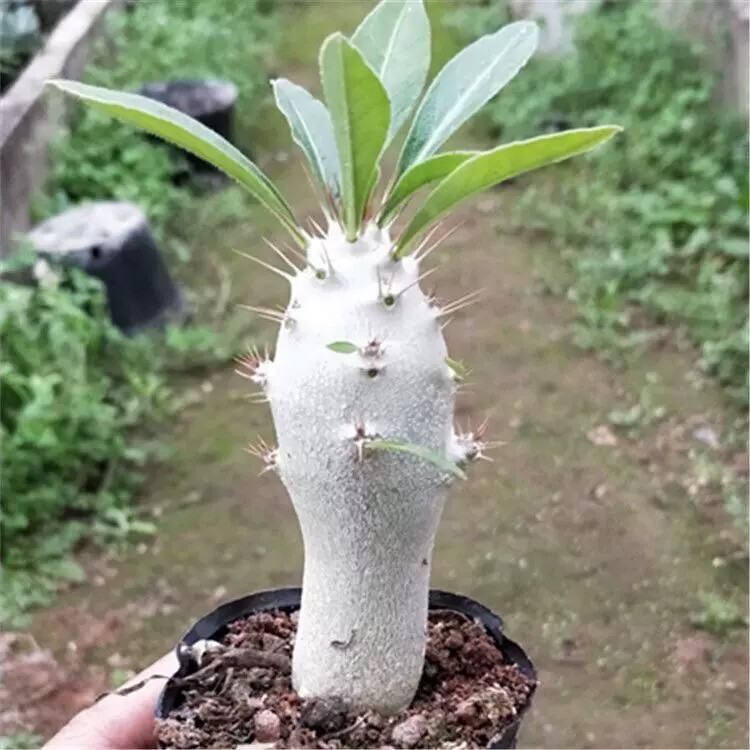 6cm Cactus Live Plants Pachypodium saundersii Beautiful Living Cactus Rare Garden