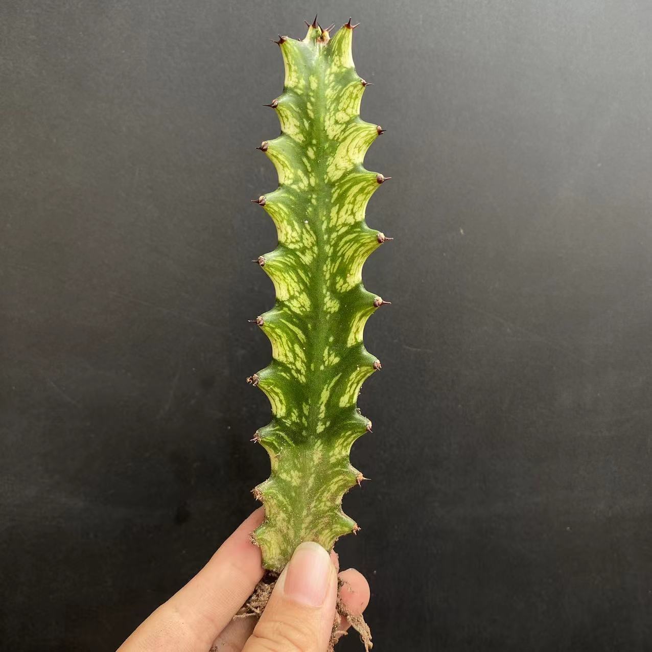 8cm Seedling Catus Live Plants Euphorbia Trigona Beautiful Cactus Garden Cactus