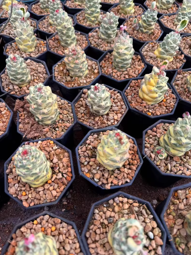 3cm Cactus Live Plants Monadenium ritchiei white var garden garden Beautiful Cactus