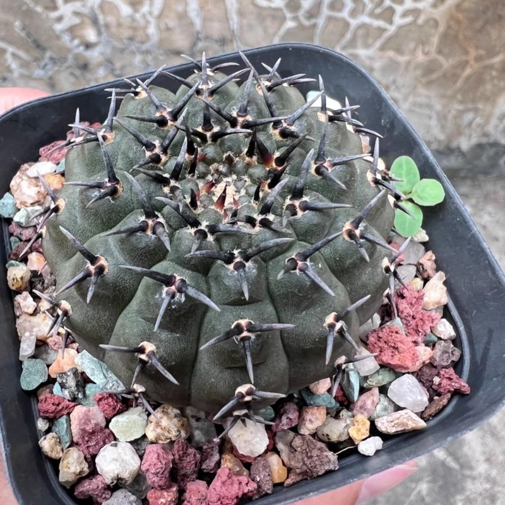 5-6cm 1PCS Cactus Live Plants Gymnocalycium Bodenbenderianum Beautiful Garden Rare Planting