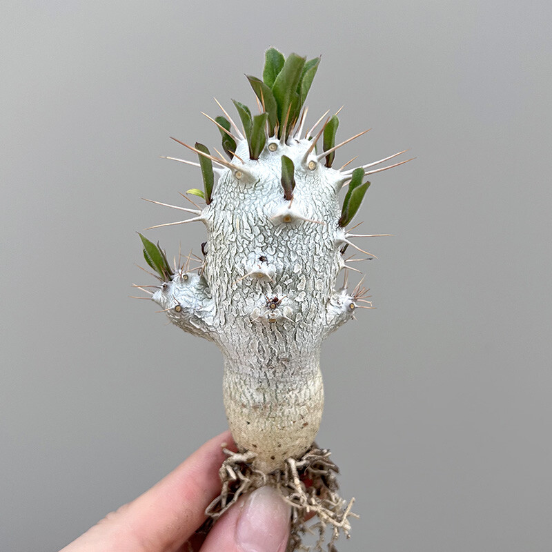 6cm Cactus Live Plants Pachypodium saundersii Beautiful Living Cactus Rare Garden