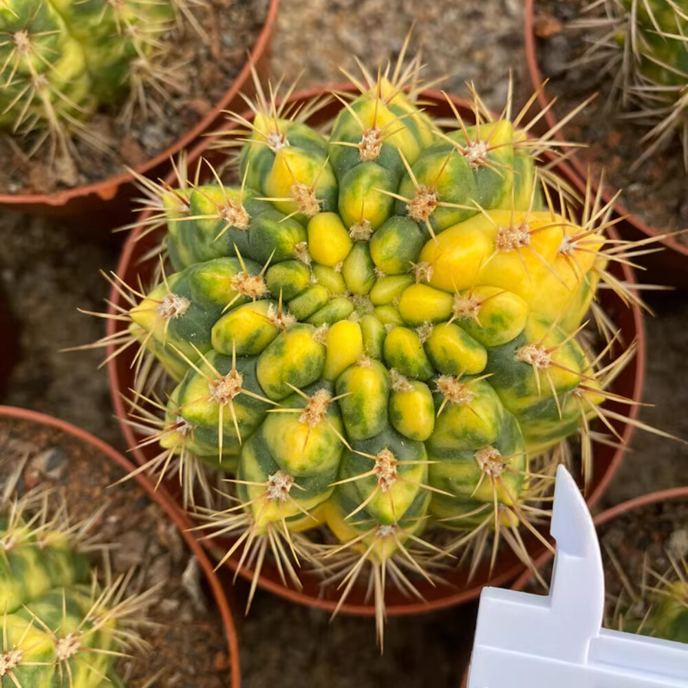 7CM 1PCS Cactus Live Plants Mammillaria Variegated Beautiful Garden Cactus