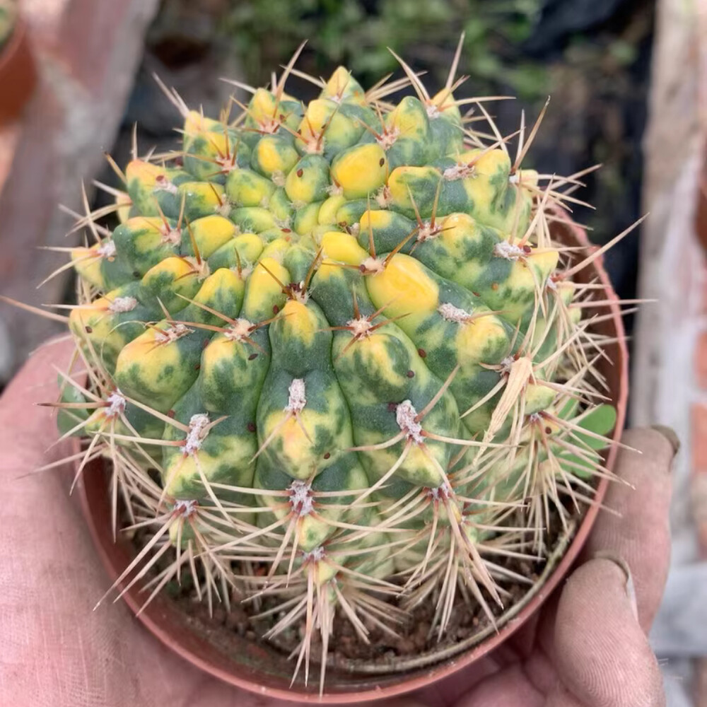 7CM 1PCS Cactus Live Plants Mammillaria Variegated Beautiful Garden Cactus