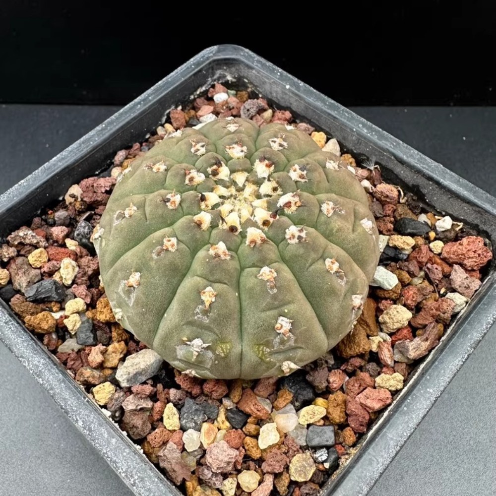 6-7cm 1PCS Cactus Live Plants Gymnocalycium vatteri Beautiful Cactus Garden Cactus