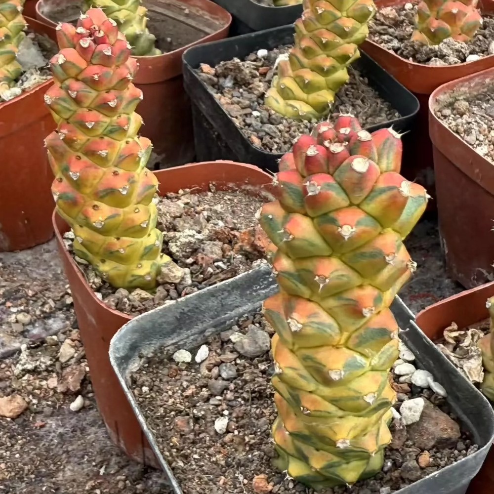 6cm Cactus Live Plants Monadenium Ritchiei Varieg Live Plants Beautiful Living Cactus