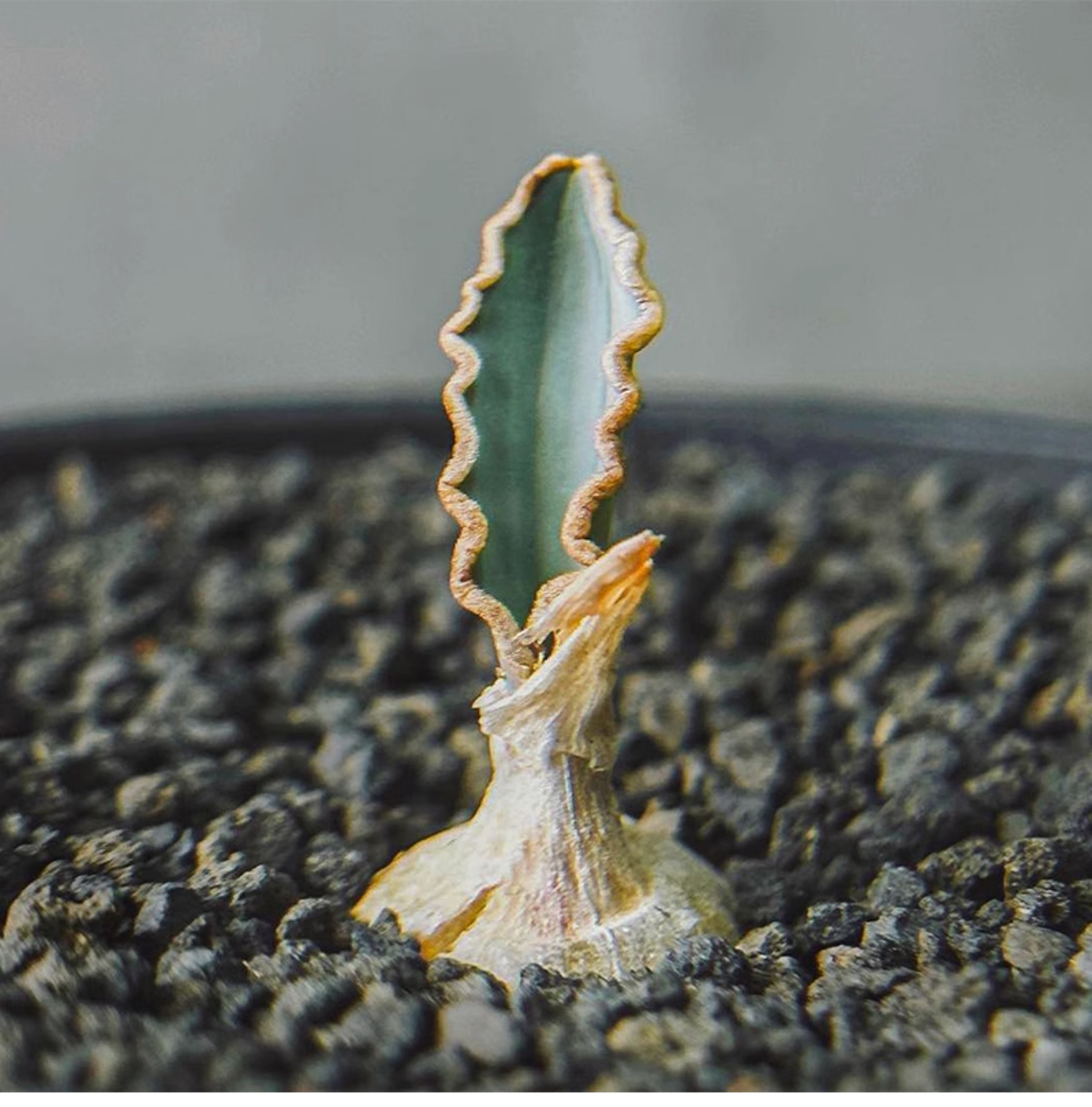 1-1.5cm 1PCS Seedling Cactus Live Plants Albuca dilucula Garden Rare Cactus Root Tuber Cactus