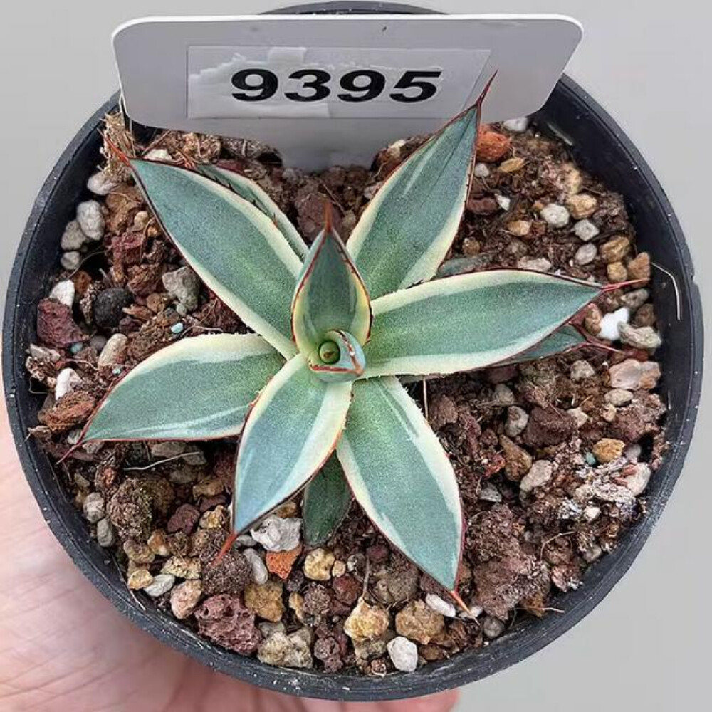 7cm 1PCS Seedling Cactus Live Plants Agave 'burntburgundy' Variegated Garden Beautiful Cactus