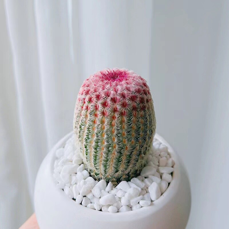 6cm 3PCS Cactus Live Plants Echinocereus Rigidissimus Rubispinus Beautiful Rare Garden Cactus