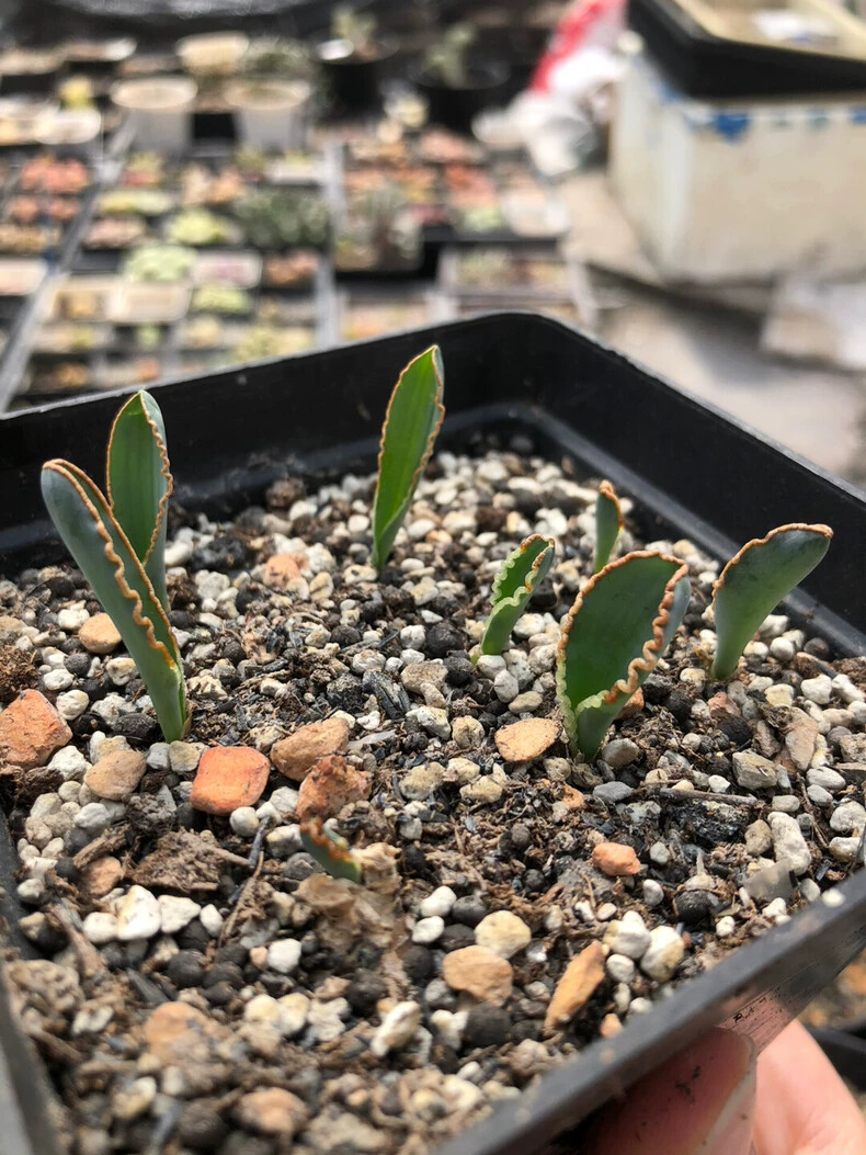 1-1.5cm 1PCS Seedling Cactus Live Plants Albuca dilucula Garden Rare Cactus Root Tuber Cactus