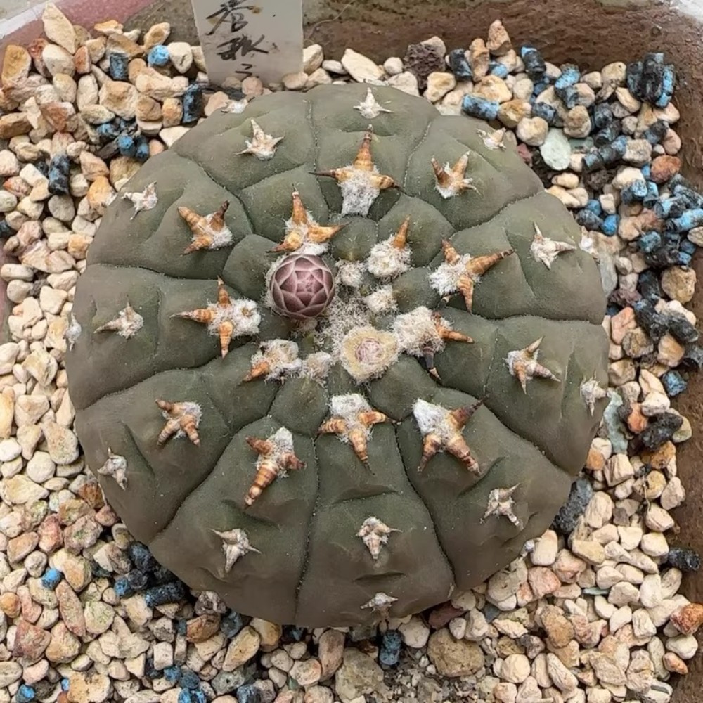 6-7cm 1PCS Cactus Live Plants Gymnocalycium vatteri Beautiful Cactus Garden Cactus
