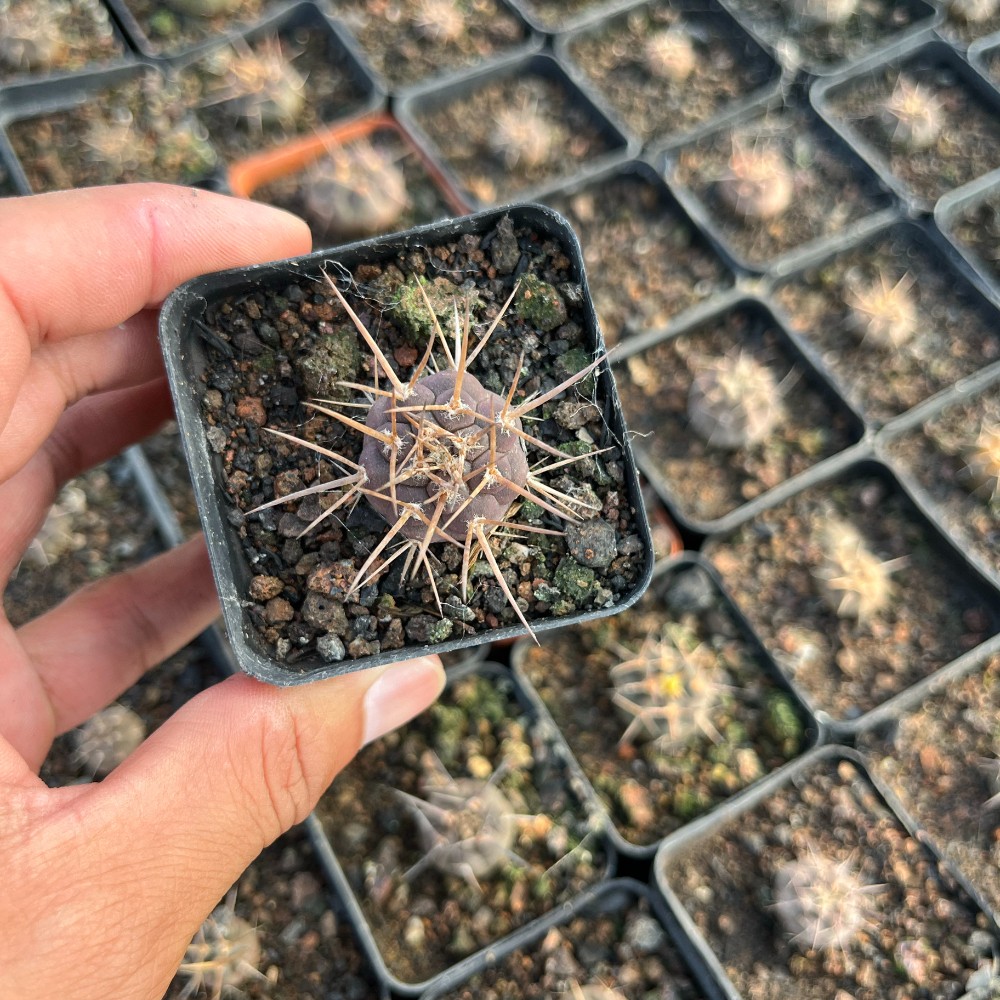 3-4cm 1PCS Cactus Live Plants Gymnocalycium Mazanense Beautiful Garden Rare Planting