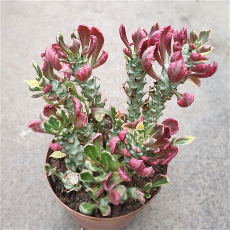 8cm Seedling Cactus Plants Monadenium ritchiei var.nyambense 'Var garden Beautiful Cactus