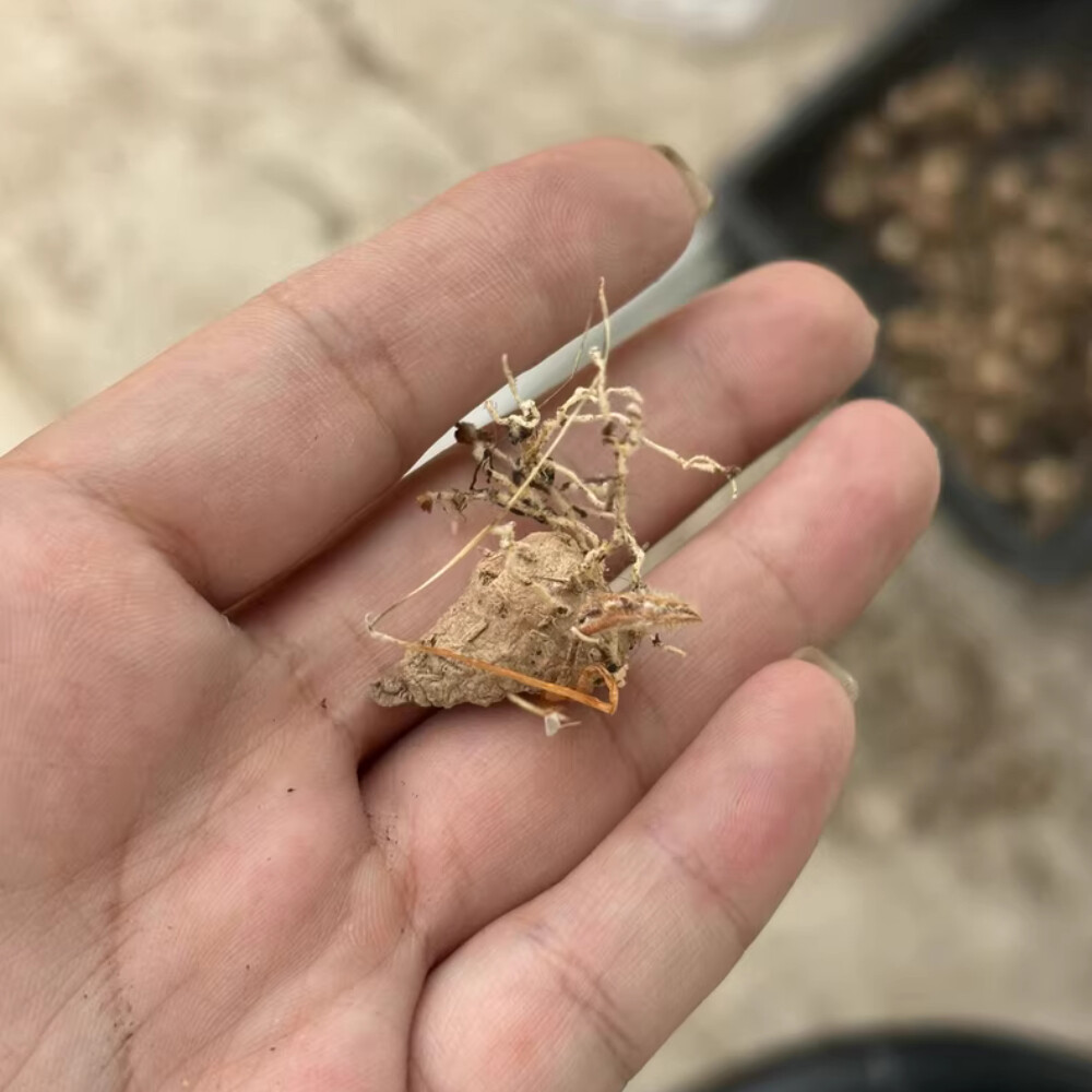 2cm 1PCS Seedling Cactus Live Plants Eriospermum Undulatum Garden Rare Root Tuber Cactus