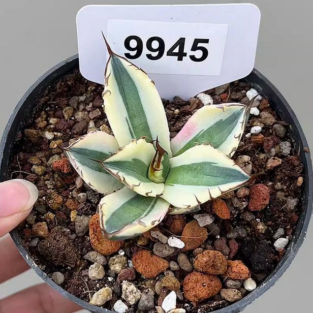 5-7cm 1PCS Seedling Agave Titanota Snaggletooth Variegated Garden Rare Cactus Beautiful Cactus