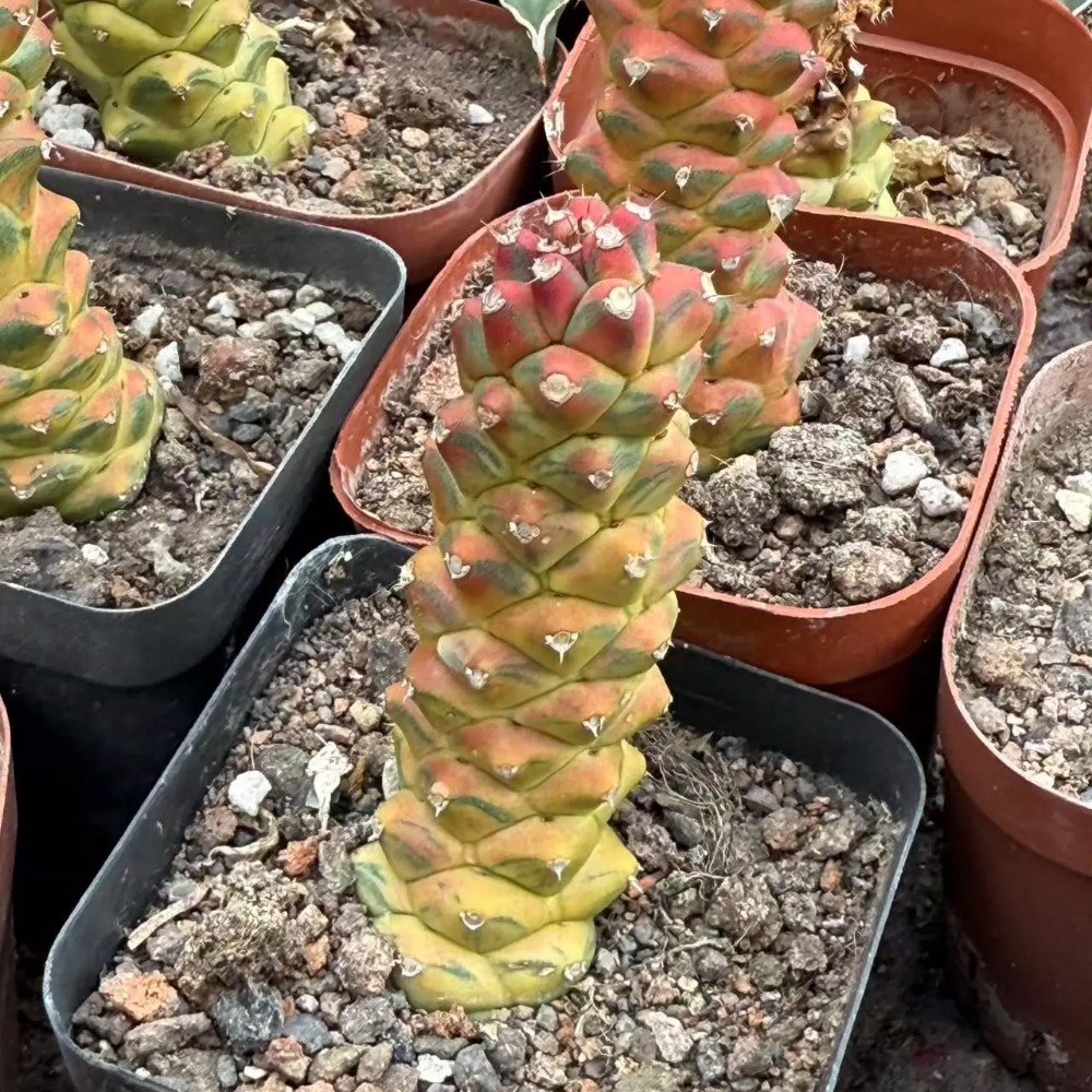 6cm Cactus Live Plants Monadenium Ritchiei Varieg Live Plants Beautiful Living Cactus