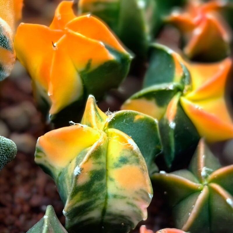 2CM 1PCS Astrophytum Myriostigma Variegated