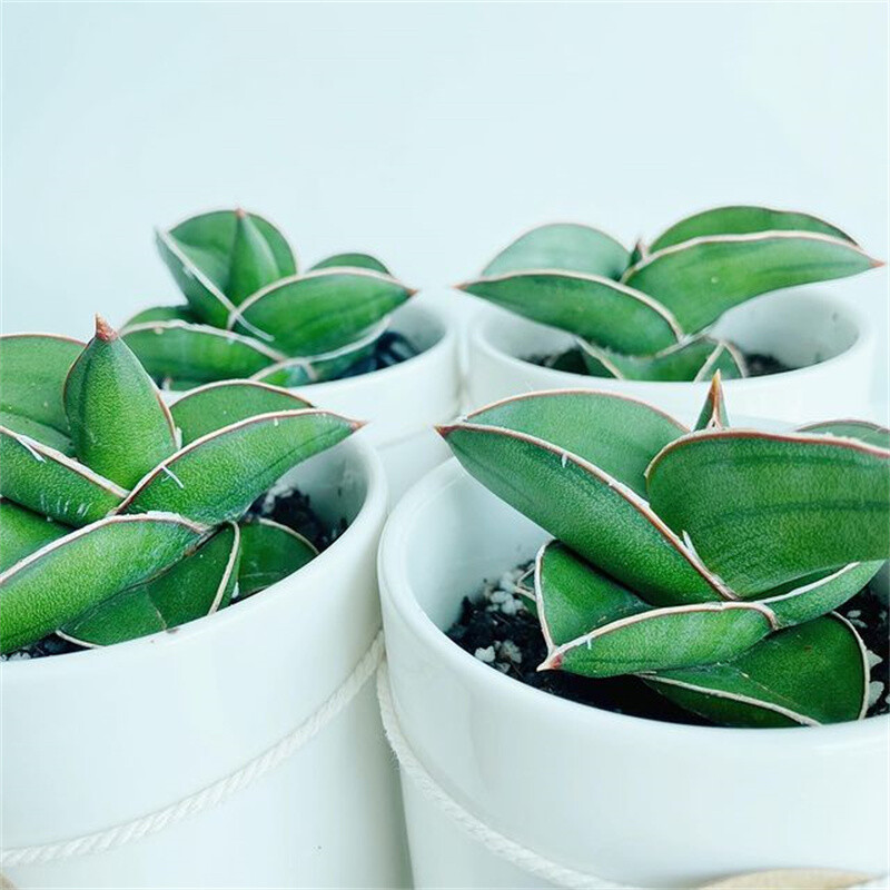 5-7CM Sansevieria Samurai Dwarf