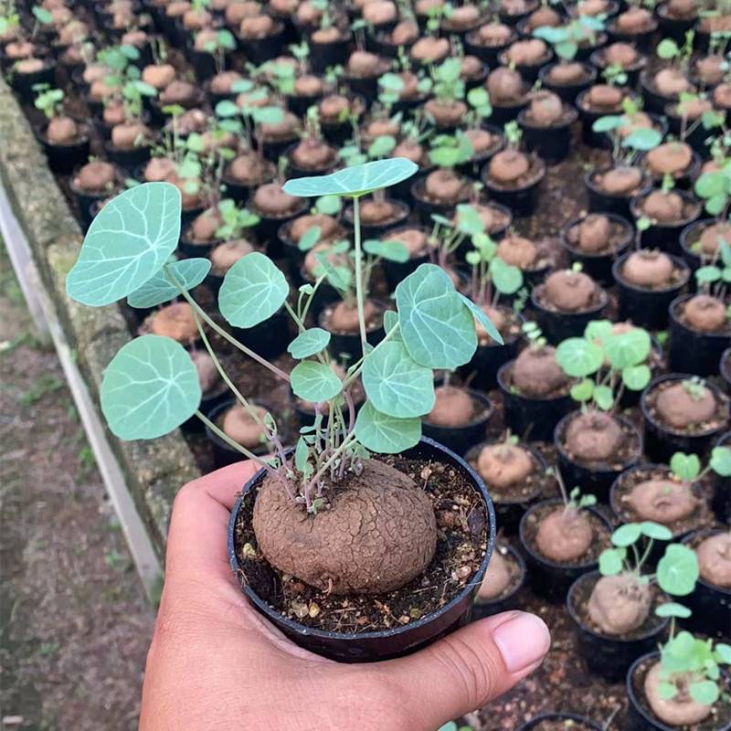 4CM 1PCS Stephania Cepharantha Hayata