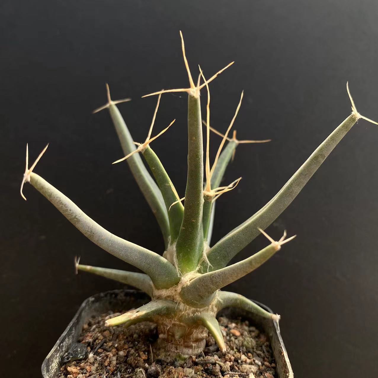 4-6cm 1PCS Leuchtenbergia principis