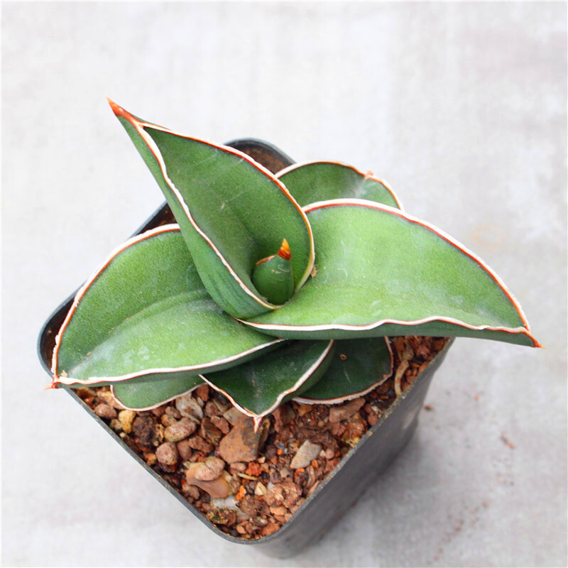 5-7CM Sansevieria Samurai Dwarf