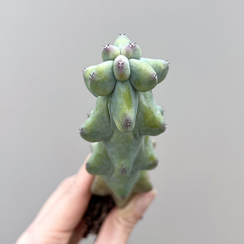 10cm Cactus Live Plant MyrtillocAactus Geometrizans Fukurokuryuzinboku Rare Cactus