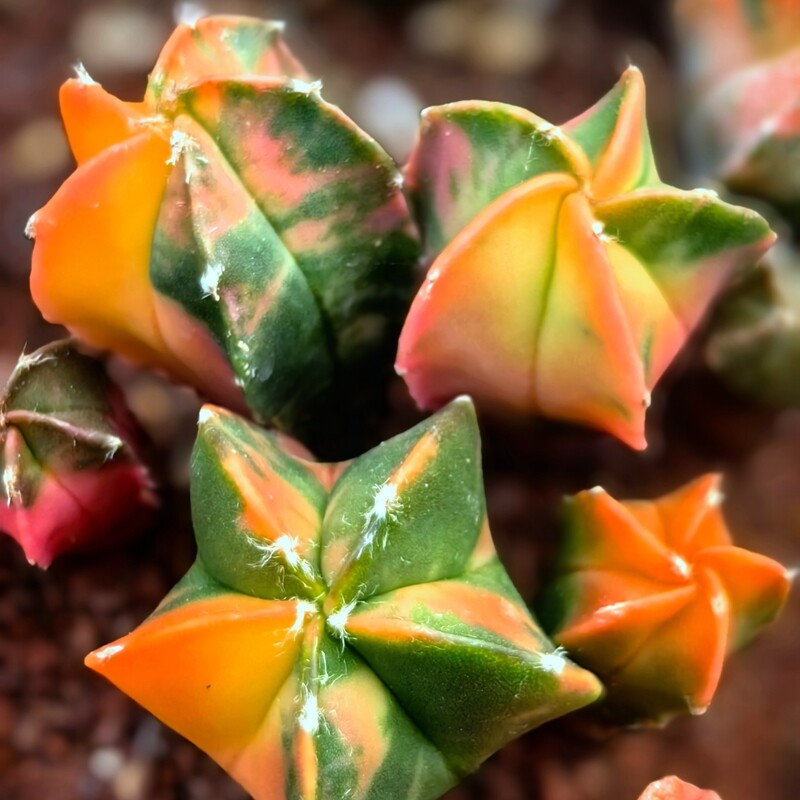 2CM 1PCS Astrophytum Myriostigma Variegated