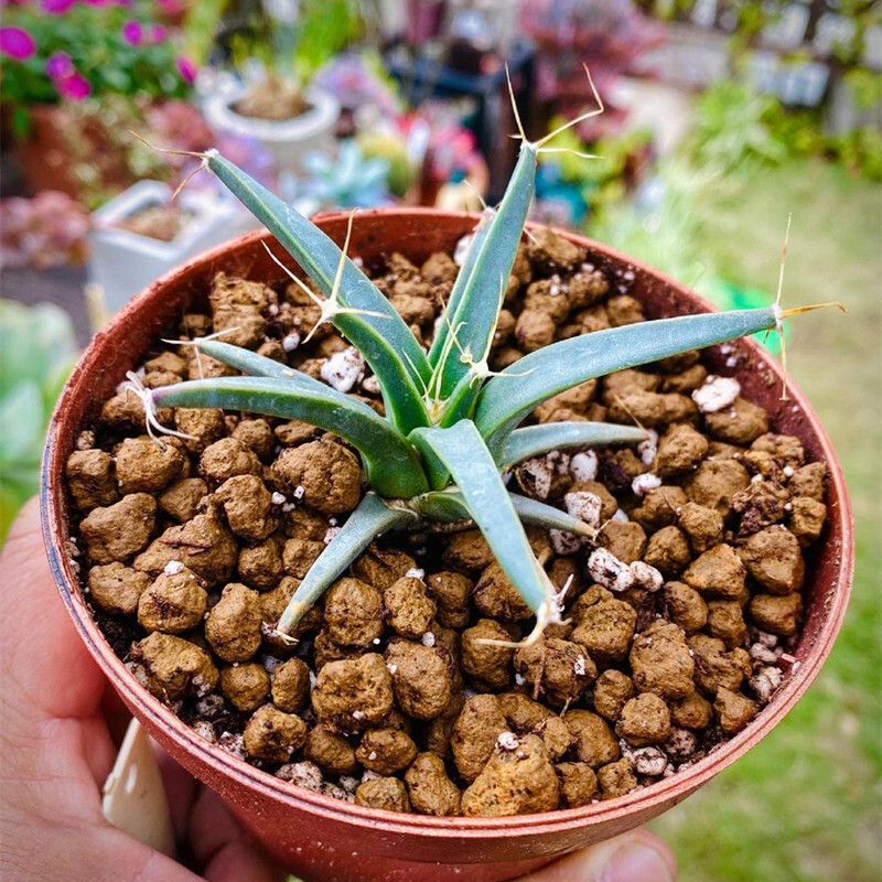 4-6cm 1PCS Leuchtenbergia principis