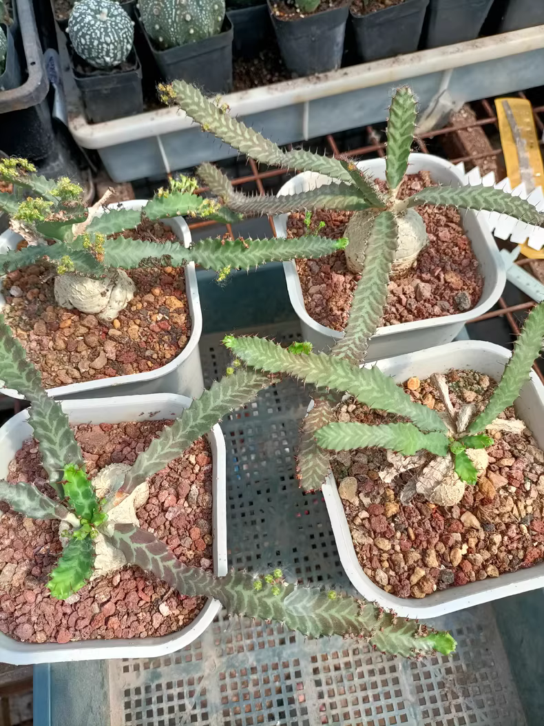 4.5-5CM 1PCS Cactus Live Plants Euphorbia Stellata Beautiful Cactus Rare Cactus