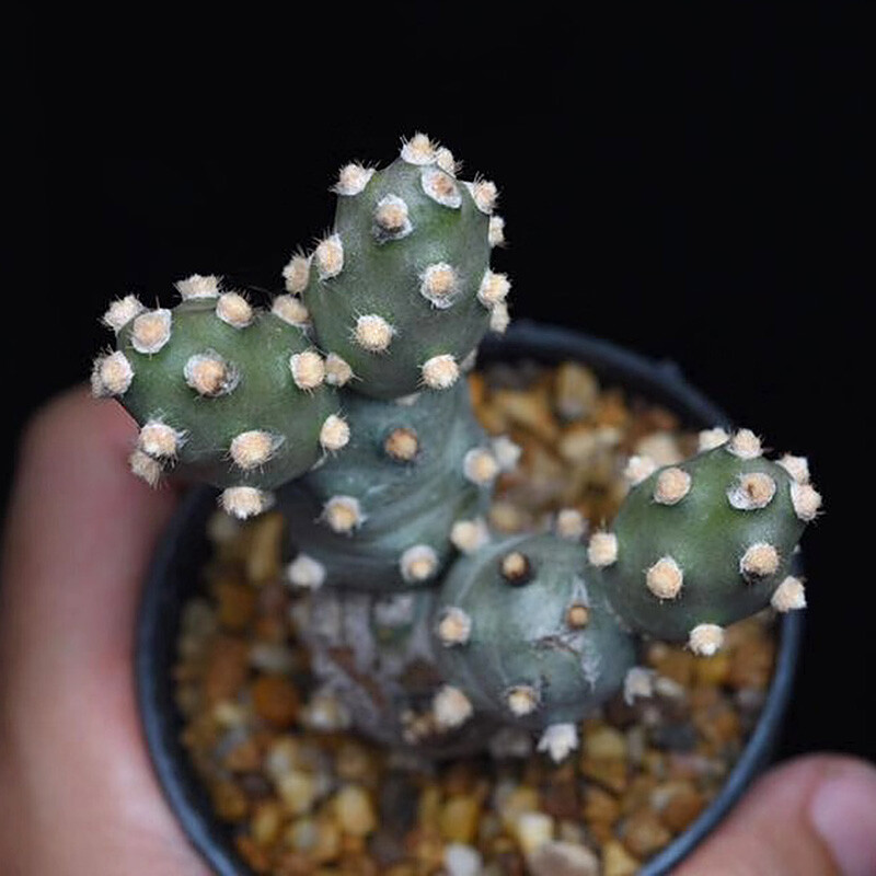5cm 1Tephrocactus molinensis