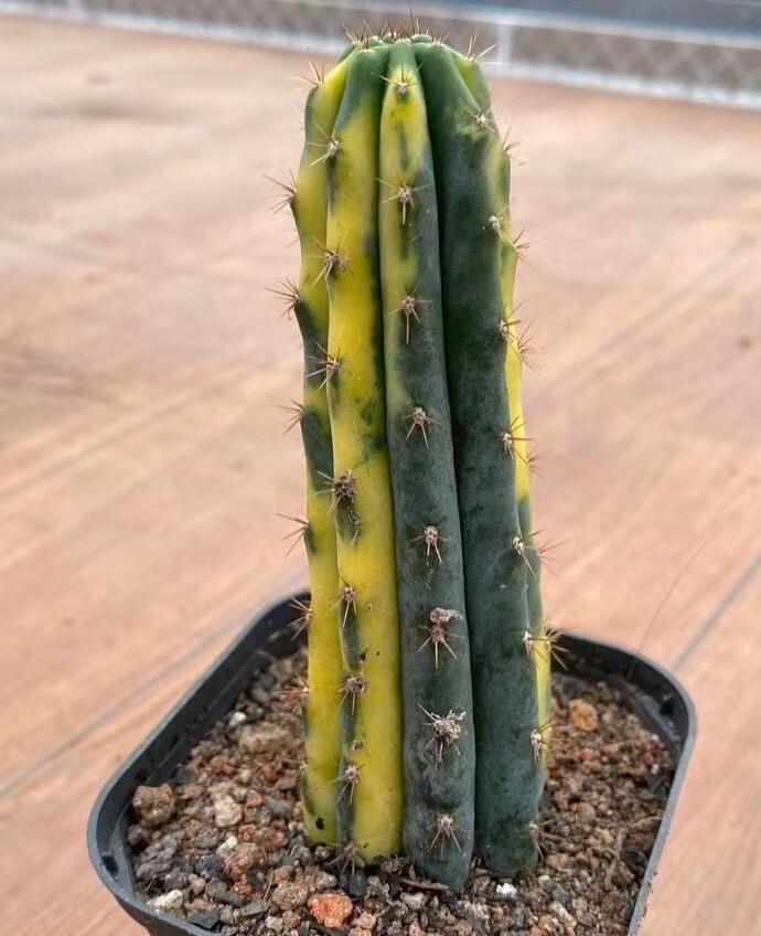 9-11cm Trichocereus pachanoi Variegated