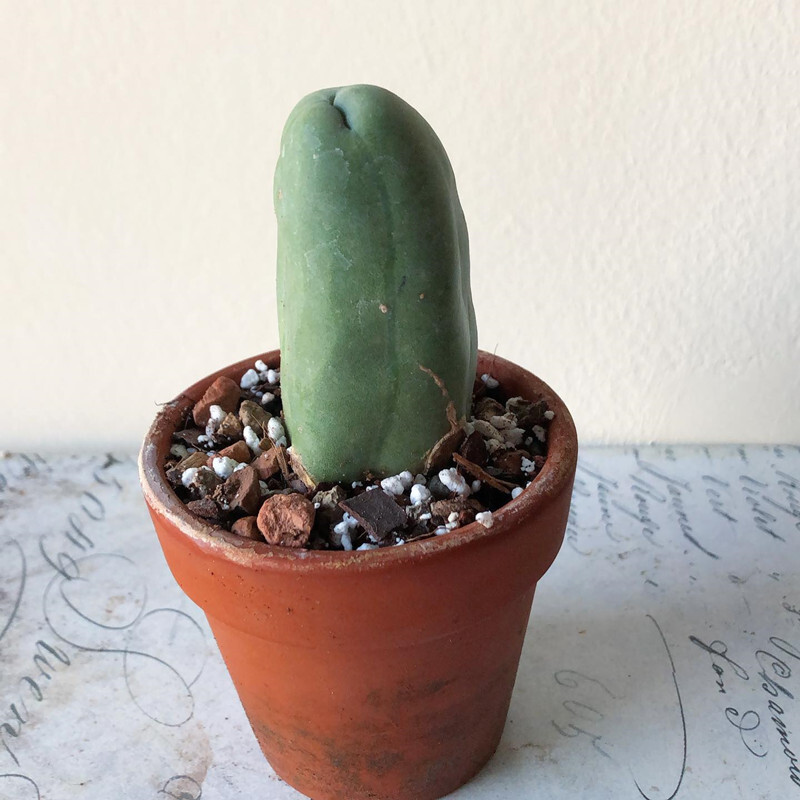 6-8cm Trichocereus bridgesii Male Penis