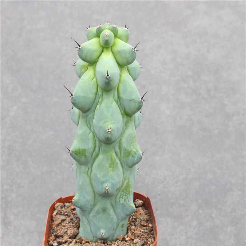 10cm Cactus Live Plant MyrtillocAactus Geometrizans Fukurokuryuzinboku Rare Cactus